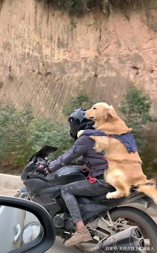 怎么训练狗狗坐摩托车