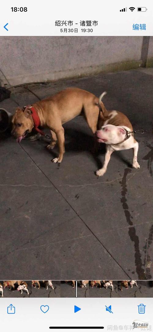 比特犬在训练视频