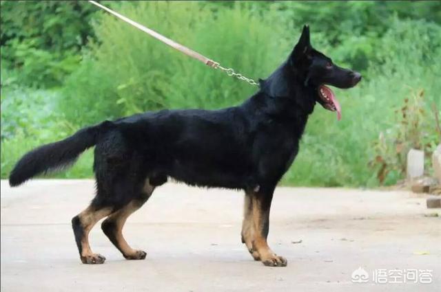 西德犬训练