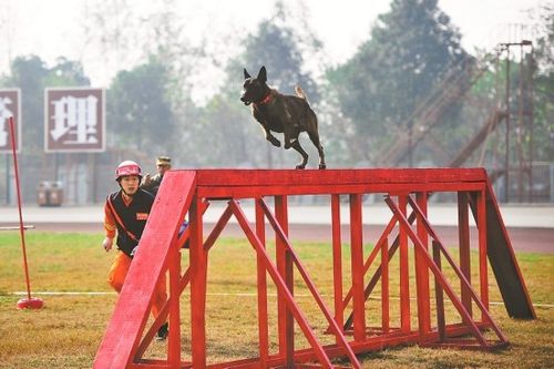犬姿训练