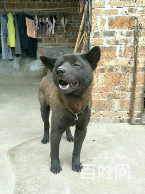 广西土猎怎么训练