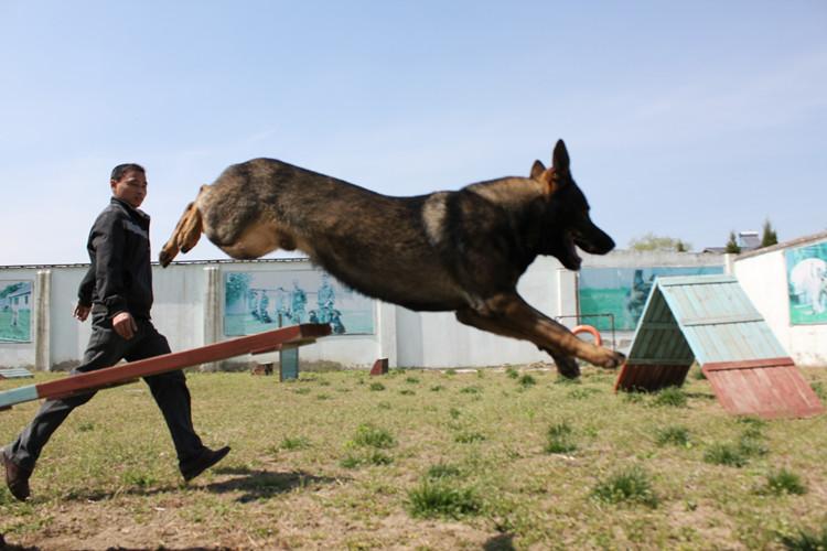 国外德国牧羊犬训练方法