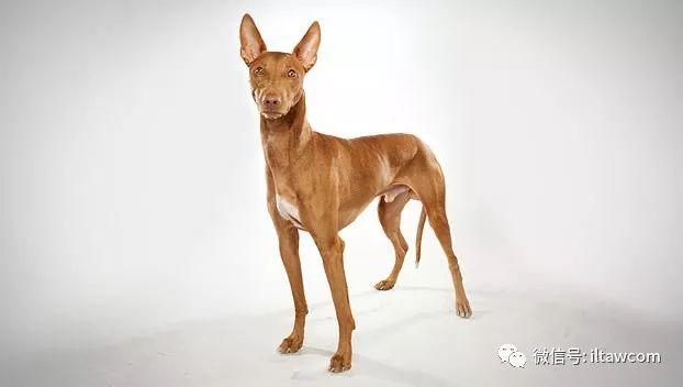 法老王猎犬怎么训练