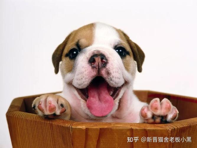 怎样训练狗狗吐