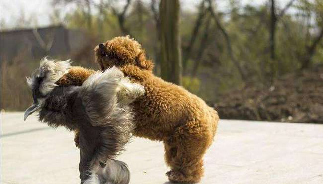 泰迪犬胆小怎么训练