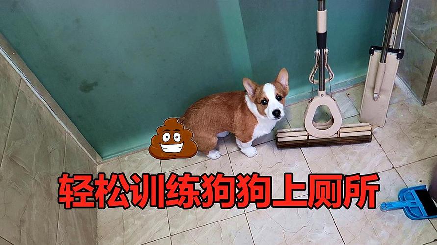 狗狗训练去厕所大小便