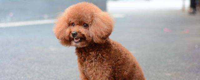 泰迪狗多大训练