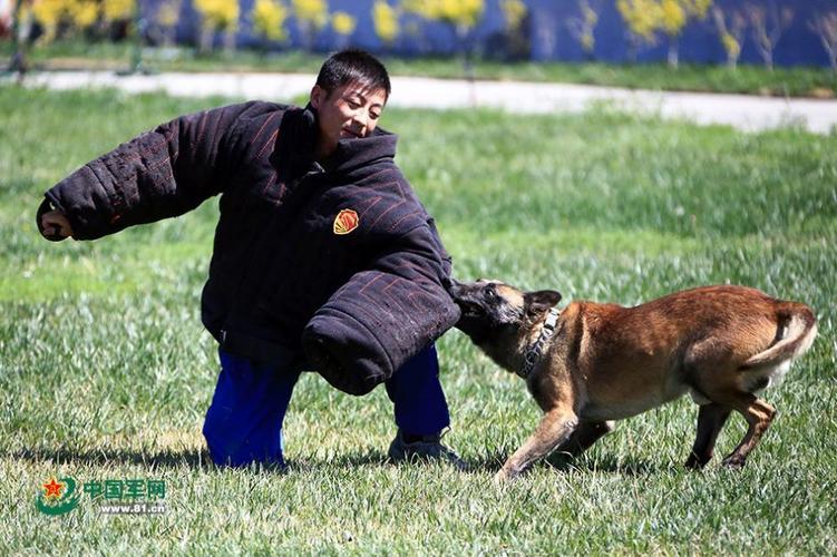 藏獒训练成军犬