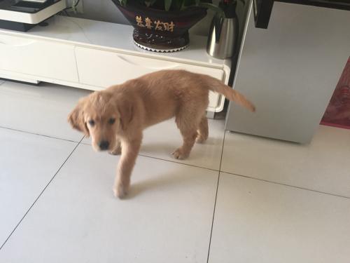 两个月金毛训练什么好