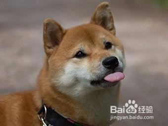 怎么才能训练狗叫
