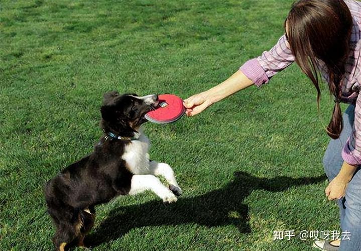 狗狗的社会化训练