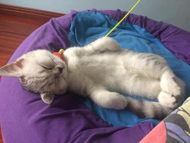 猫猫怎么训练