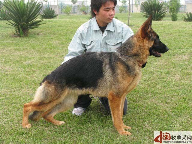黑背训练吧