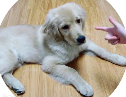 训练狗狗假死视频