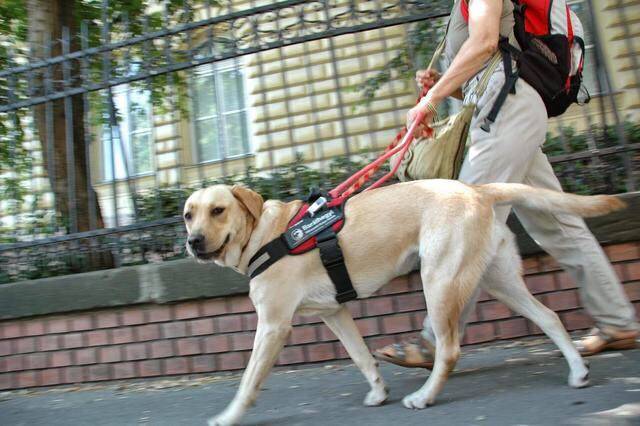 导盲犬训练内容