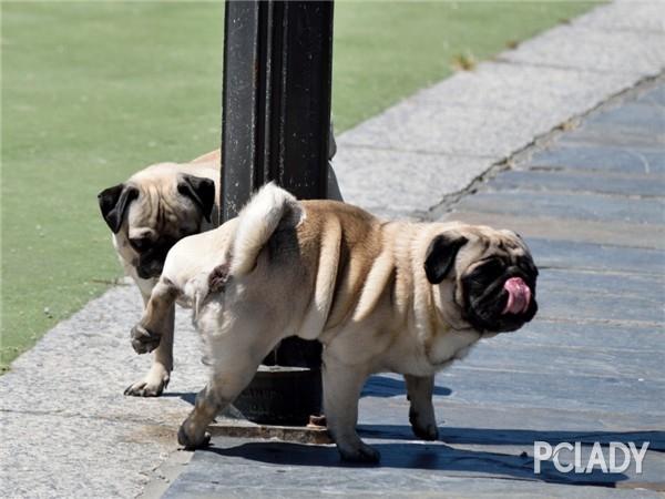 这么训练狗上厕所
