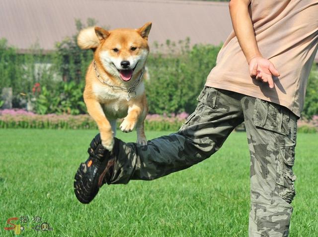 宠物狗兴奋度训练