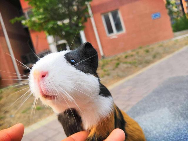 长大的荷兰猪怎么训练