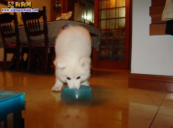 萨摩怎么训练吃饭