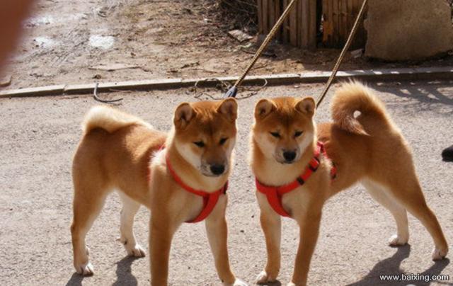 如何训练日本柴犬
