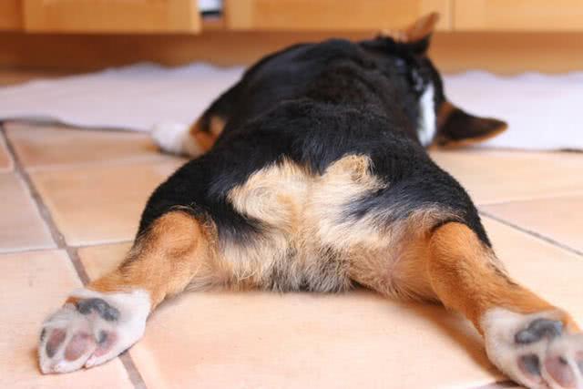怎么训练狗狗撅屁股
