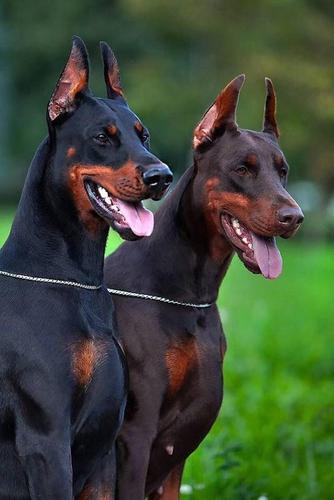 杜宾犬什么训练