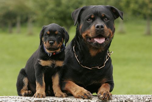 好训练的护卫犬
