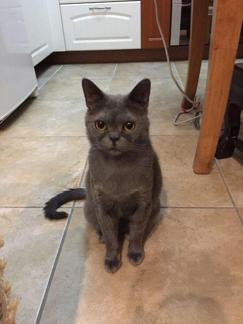 如何训练蓝猫晚上不叫
