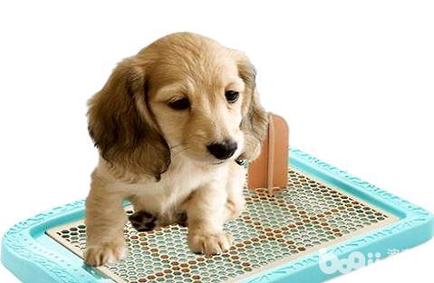 训练狗狗大小便成犬