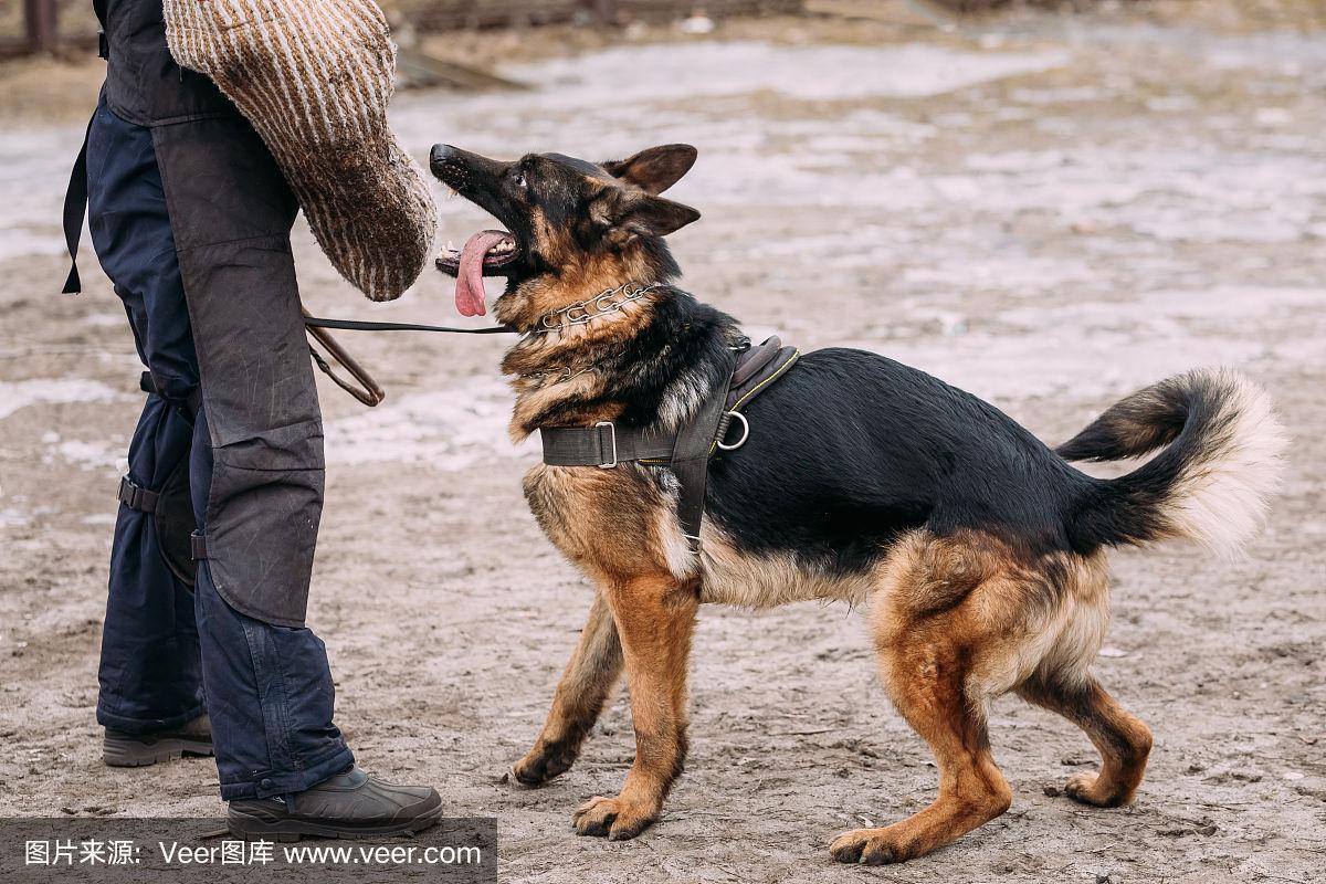 怎么训练牧羊犬不乱咬