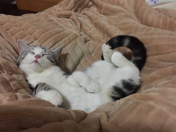 怎样训练猫睡猫窝
