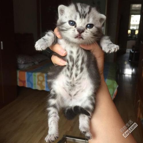 三个月美短猫怎么训练