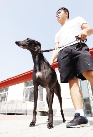 灵提犬怎么训练咬野鸡