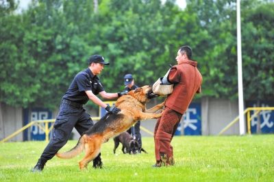 怎样训练犬的扑咬
