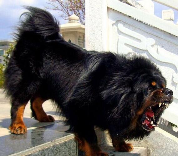 藏獒好训练