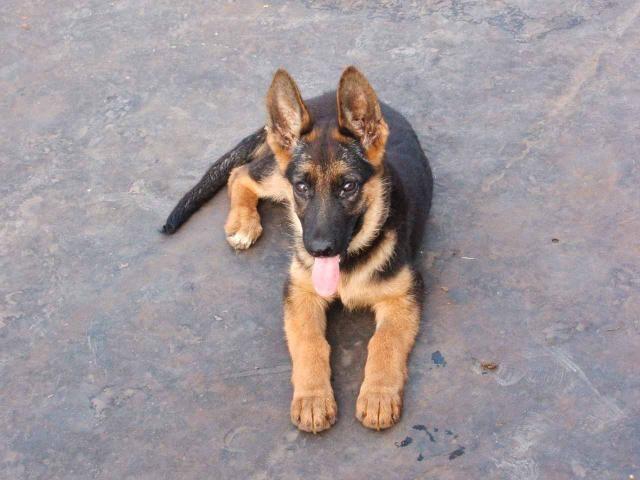 怎样训练德牧幼犬数数