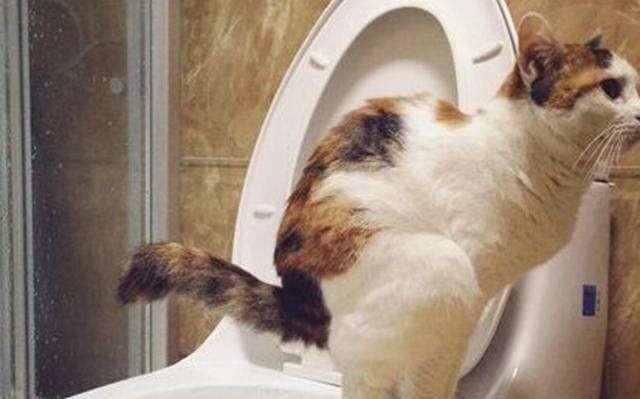 怎么训练猫咪使用厕所