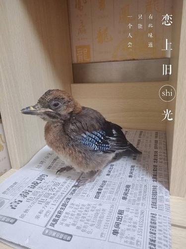 松鸦幼鸟怎么训练