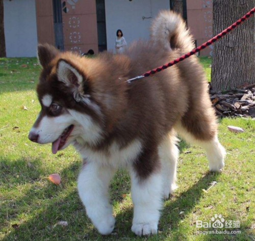 阿拉斯加犬怎么训练他