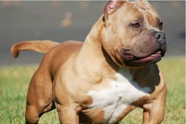 怎么训练3个月的恶霸犬