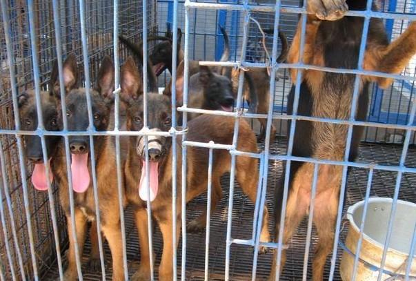 成都马犬训练基地