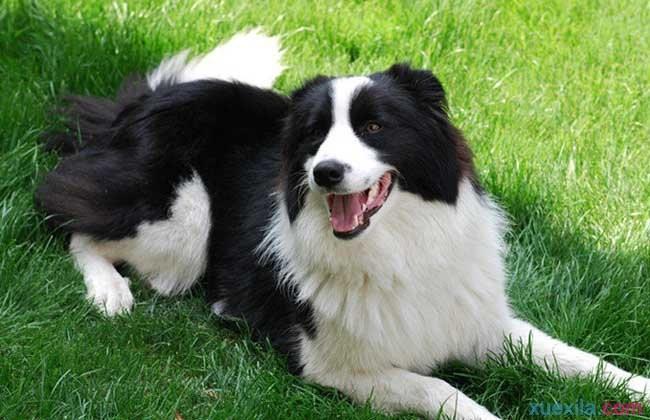 边界牧羊犬怎么训练