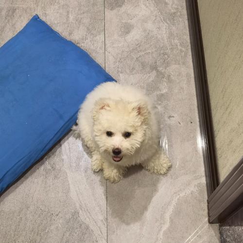 3个月比熊怎么训练