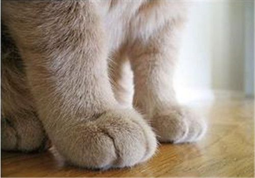 怎么训练猫抓