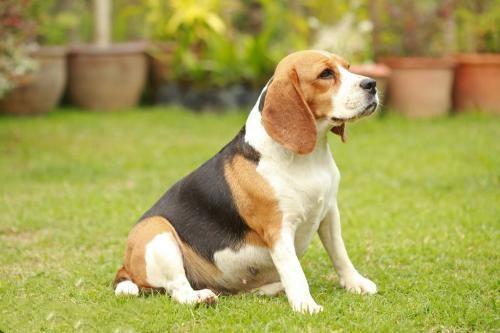 如何训练比格猎犬打猎