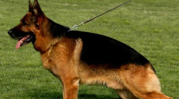 怎么训练黑背犬