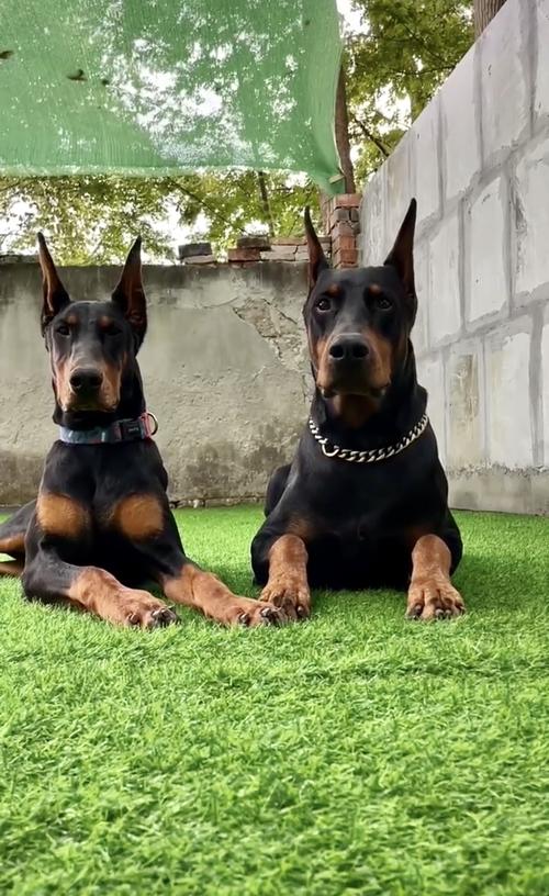杜宾犬幼犬如何训练