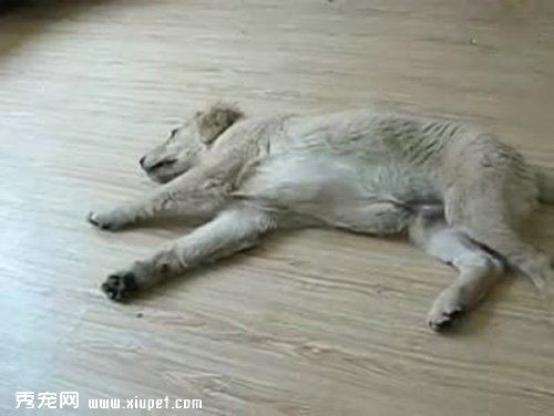 怎么训练狗假死