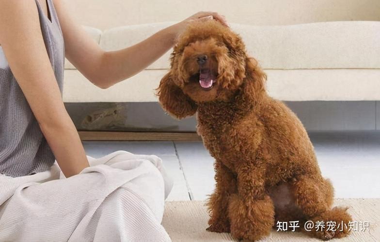 怎么训练贵宾狗狗