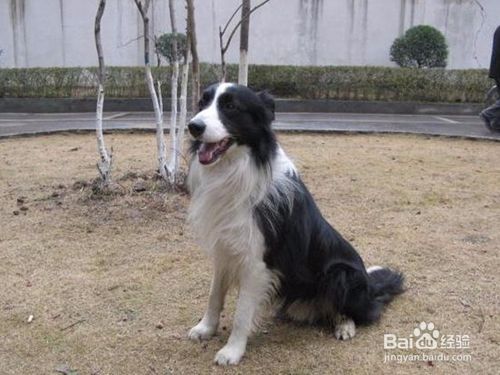 如何训练边牧坐